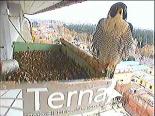 Rome webcams